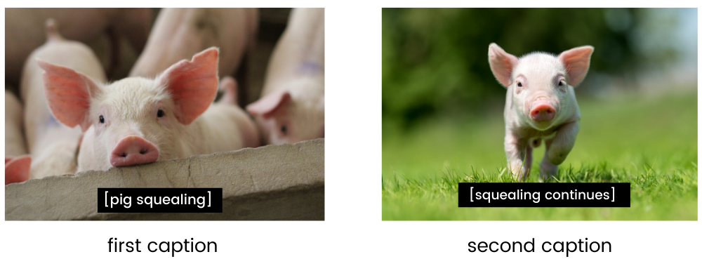 first image is a pig in a pen. Caption reads "pig squealing". Second image is the same pig on a field. Caption reads" squealing continues".
